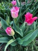 Tulipa