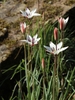 Form in bloom