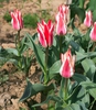 Tulipa greigii
