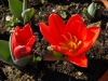 Tulipa kaufmanniana