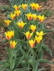 'Giuseppi Verdi'