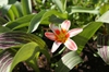 Variegated leaves and flower