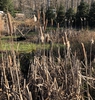 Typha Latifolia