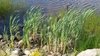 Typha latifolia