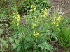 T. villosa