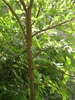 Ulmus alata