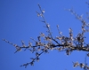 Flowers & Leaf Buds - March 9 - NC