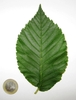 Leaf closeup