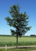 Young form