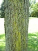 Grayish-brown fissured bark