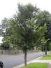 Form of a young tree