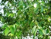 Green leaves