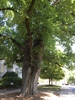Bark