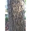 Bark