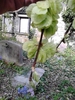 Ulmus glabra 'Horizontalis'