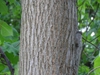 Bark