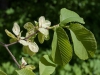 Leaves and fruit