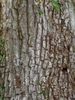 Bark