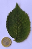 Leaf closeup