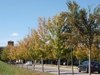 'Allee' Fall Color Form