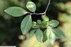 Ulmus parvifolia 'Emer 11'