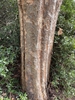 Ulmus parvifolia 'Emer 11'