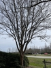 Ulmus parvifolia 'Emer 11'