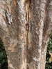 Ulmus parvifolia 'Emer 11'
