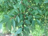 Ulmus parvifolia