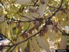 Ulmus parvifolia