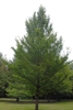 Ulmus davidiana var. japonica 'Emerald Sunshine'