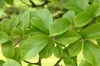 Ulmus davidiana var. japonica 'Emerald Sunshine'