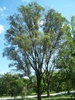 Ulmus pumila