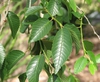 Ulmus pumila