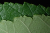 Serrated margins (Guilford County, NC)-Mid Summer
