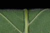 Underside of leaf with hairs (Guilford County, NC)-Mid Summer