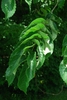 Leaves (Guilford County, NC)-Mid Summer
