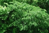 Tree form (Guilford County, NC)-Mid Summer