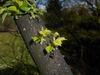 Dark brown bark