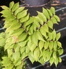 Alternate green leaves with serrated margins