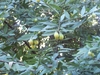 Fruits in May