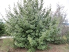 Form