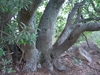 Trunk and bark
