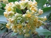 Flower cluster