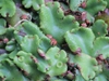 Umbrella liverwort (with rosettes and brown thalli)