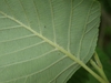 Leaf underside in May in Krasnosel'skiy rayon, Russia