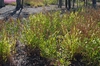 Uniola paniculata