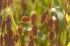 Uniola paniculata