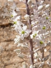 Flower stem