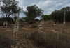 Native habitat